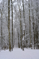 Fototapeta premium forest in winter. beautiful vertical landscape. wild nature