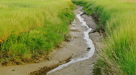Fototapeta na wymiar Priel in the dike foreland