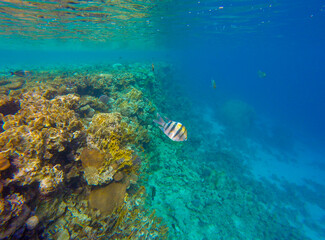 
incredibly beautiful combinations of colors and shapes of living coral reef and fish in the Red Sea in Egypt, Sharm El Sheikh
