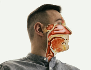 Anatomy of the mouth, throat and nose on man portrait.