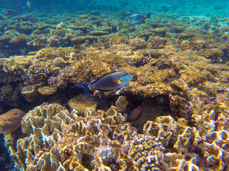 
incredibly beautiful combinations of colors and shapes of living coral reef and fish in the Red Sea in Egypt, Sharm El Sheikh

