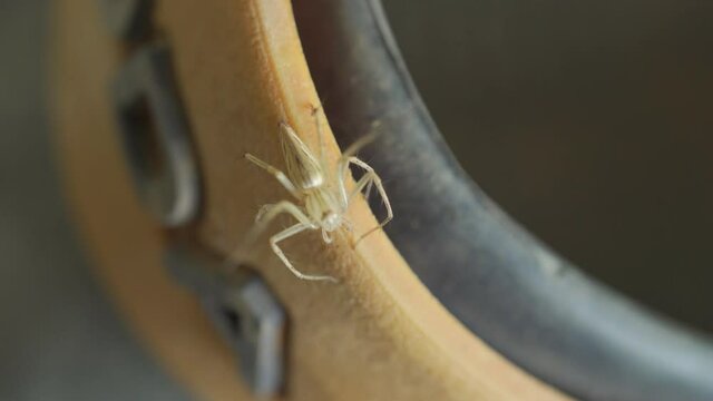 close up mini yellow spider