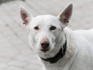 Perro podenco blanco