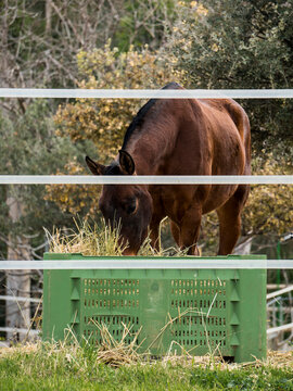 Caballo marron dentro dle establo