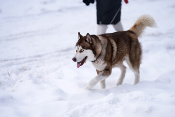  A dog of the Husky breed of white-brown color on a walk in the forest. The image of the dog's owner is cut off. Copy space.