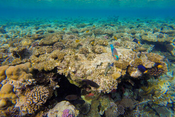
incredibly beautiful combinations of colors and shapes of living coral reef and fish in the Red Sea in Egypt, Sharm El Sheikh
