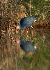 Grey-headed Swamphen with dramatic reflection on water feeding at Asker Marsh, Bahrain