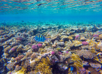 Fototapeta premium incredibly beautiful combinations of colors and shapes of living coral reef and fish in the Red Sea in Egypt, Sharm El Sheikh 