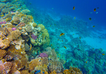 Obraz na płótnie Canvas incredibly beautiful combinations of colors and shapes of living coral reef and fish in the Red Sea in Egypt, Sharm El Sheikh 