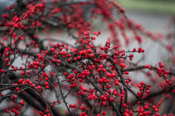 Red berries with lovely bokeh