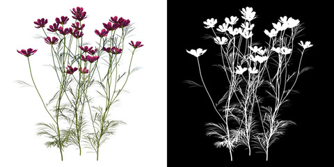 Front view of Plant (Cosmos Bipinnatus) Tree png with alpha channel to cutout made with 3D render 