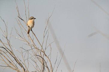 Isabelline Shrike perched on twig at Asker marsh, Bahrain