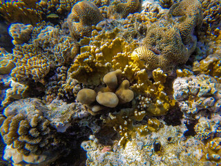 
incredibly beautiful combinations of colors and shapes of living coral reef and fish in the Red Sea in Egypt, Sharm El Sheikh
