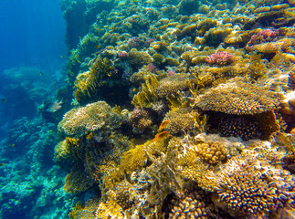 
incredibly beautiful combinations of colors and shapes of living coral reef and fish in the Red Sea in Egypt, Sharm El Sheikh

