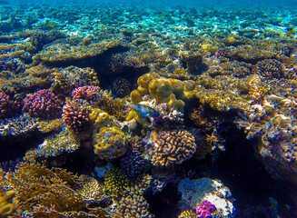 
incredibly beautiful combinations of colors and shapes of living coral reef and fish in the Red Sea in Egypt, Sharm El Sheikh
