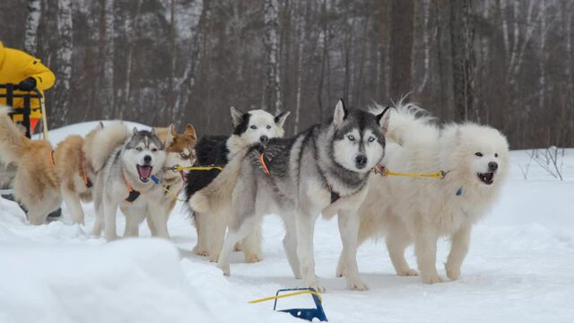 Male Musher Preparing the Sledge for Racing in Winter. Siberian Huskies and Alaskan Malamutes Participating in the Dog Sled Racing. Slow Motion. Leisure and Winter Activities, Pets and Animals Concept