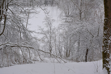 Trees in snow. Beautiful natural landscape