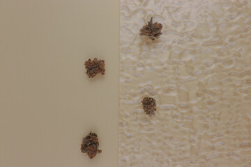 Four Dry Cannabis flowers on a flat beige background and blurry background. Minimal concept. Monochromatic style. Glass blur background. 