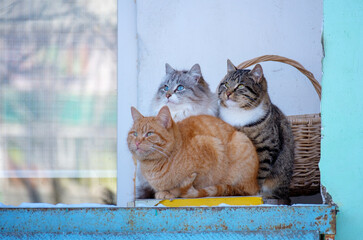 three stray cats bask on the balcony in winter snuggling up to each other. survival of homeless animals