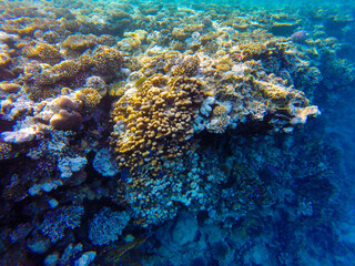 
incredibly beautiful combinations of colors and shapes of living coral reef and fish in the Red Sea in Egypt, Sharm El Sheikh
