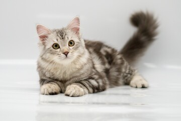 Siberian cat on white backgrounds
