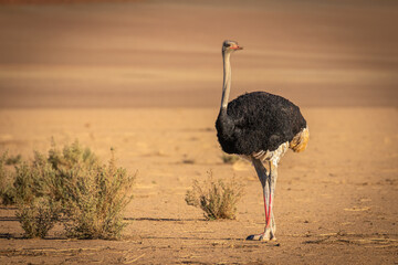 Common ostrich ( Struthio camelus), Sossusvlei, Namibia.