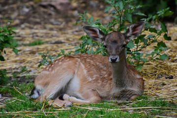 Ein junger Damhirsch liegt im Gras - A juvenile deer relaxing in the gras