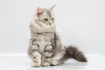 Siberian cat on white backgrounds