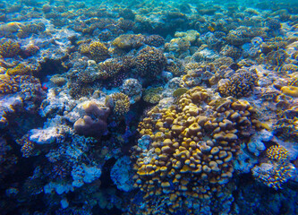 
incredibly beautiful combinations of colors and shapes of living coral reef and fish in the Red Sea in Egypt, Sharm El Sheikh

