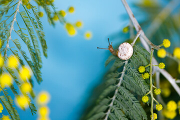 Little snail on mimosa branch.