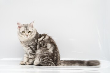 Obraz premium Siberian cat on white backgrounds
