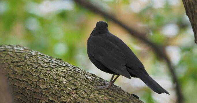 Common blackbird or Turdus merula perched on tree. Black bird stares with curiosity. Natural wildlife.