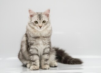 Fototapeta na wymiar shorthair cat
