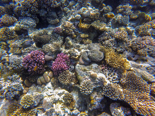 Fototapeta na wymiar incredibly beautiful combinations of colors and shapes of living coral reef and fish in the Red Sea in Egypt, Sharm El Sheikh 