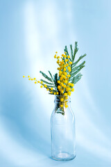 Brunches of beautiful Mimosa flower on cyan blue background. Characteristic flower of the Women Day with green background. Macro. Greeting card for Mothers Day, 8 March, easter.