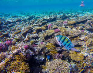 
incredibly beautiful combinations of colors and shapes of living coral reef and fish in the Red Sea in Egypt, Sharm El Sheikh
