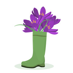illustration of a bouquet of crocuses in a rubber boot. The concept of approaching spring and fast garden plantings