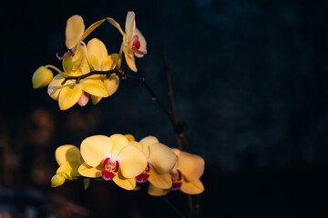 Blooming yellow orchid grown at home. Taking care of home plants. Photo for a greeting card selected focus on flower
