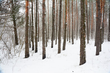 Winter landscape of a pine tree forest covered with snow. Tall pine trees with light brown even trunks in winter.