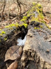 Trunk with leaf, snow and moss