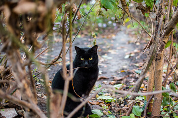 black cat in the grass