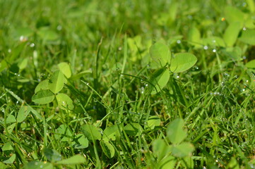 green grass background