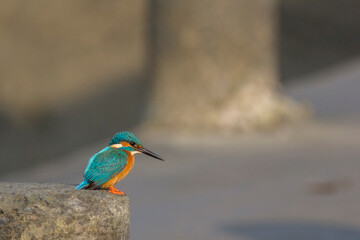 A Common kingfisher bird.