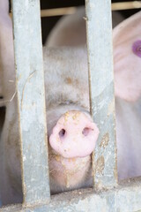 portrait of a sad pig in factory farming in switzerland