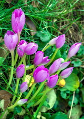 flowers Crocus spring with rain droplets