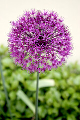 close up of a purplle flower
