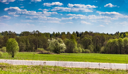 Forest, field, road against blue sky and white clouds in summer