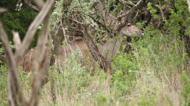 Pan with female African Kudu as she walks in dense green bushland