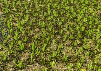 Aquatic plants on the water surface (Background, banner, Wallpaper, texture)