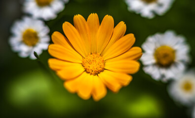 Orange calendula flower closeup